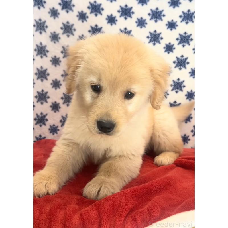 販売中の茨城県のゴールデンレトリーバー-444070の2枚目