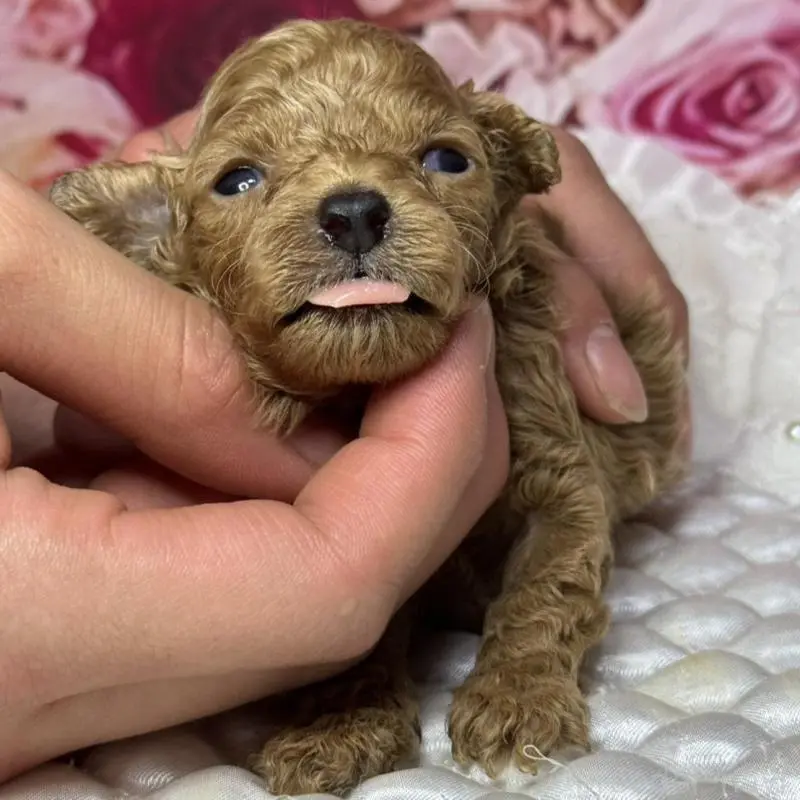 販売中の広島県のティーカッププードル-451461の5枚目