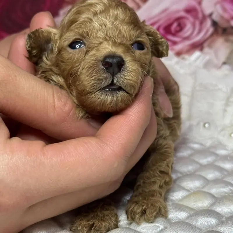 販売中の広島県のティーカッププードル-451461の4枚目