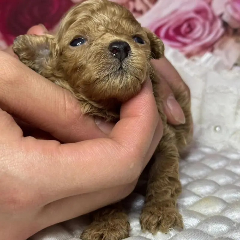 販売中の広島県のティーカッププードル-451461の3枚目