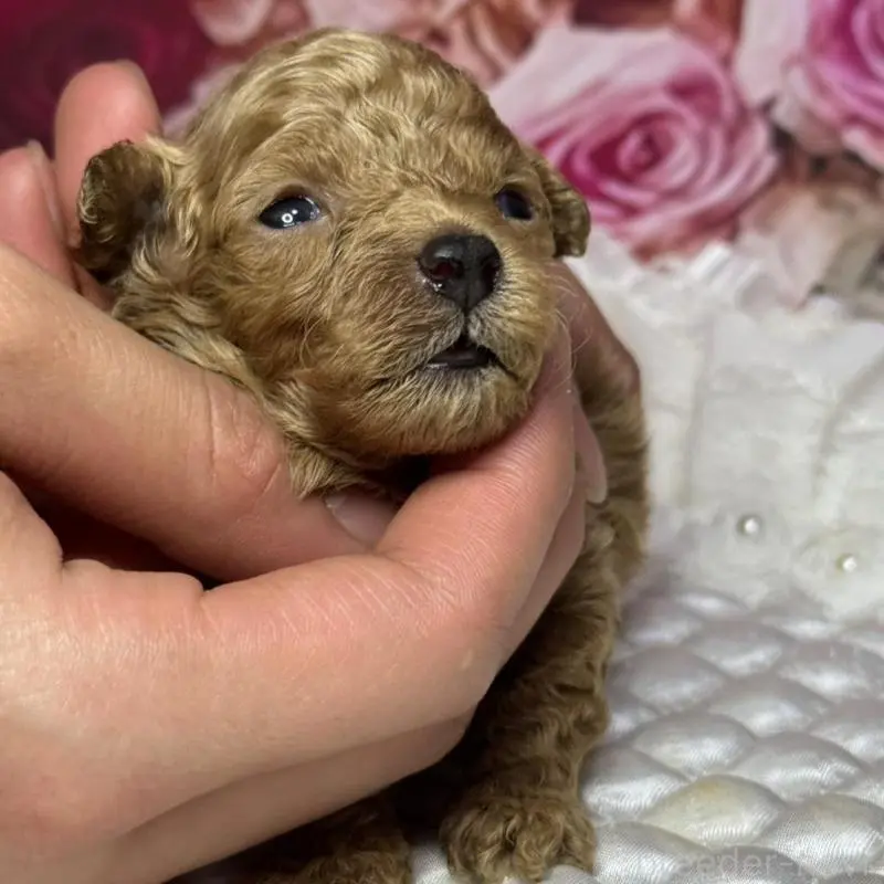 販売中の広島県のティーカッププードル-451461の2枚目
