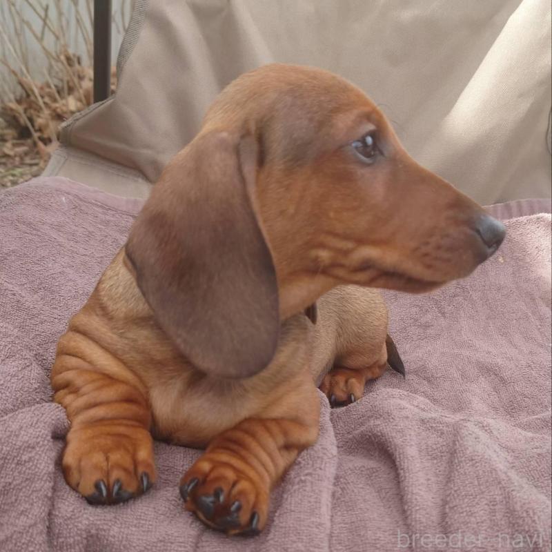 成約済の長野県のミニチュアダックスフンド(スムースヘアード)-447452の4枚目