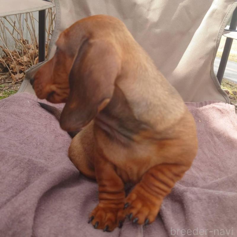 成約済の長野県のミニチュアダックスフンド(スムースヘアード)-447452の3枚目