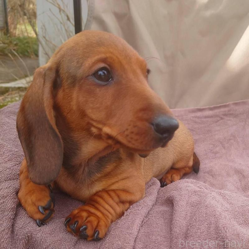 販売中の長野県のミニチュアダックスフンド(スムースヘアード)-447452