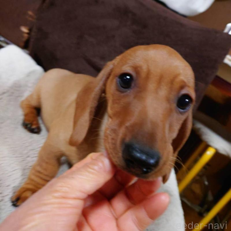 成約済の長野県のミニチュアダックスフンド(スムースヘアード)-447457の7枚目