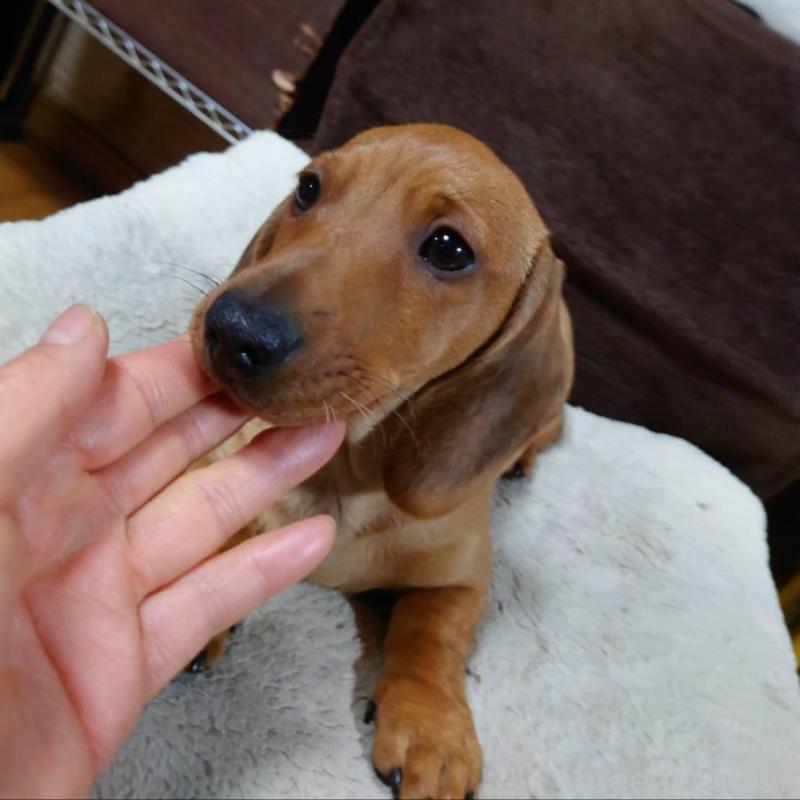 成約済の長野県のミニチュアダックスフンド(スムースヘアード)-447457の6枚目