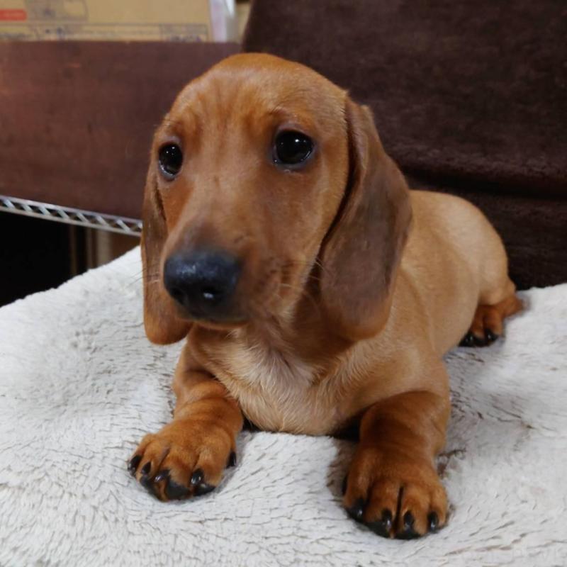 成約済の長野県のミニチュアダックスフンド(スムースヘアード)-447457の5枚目