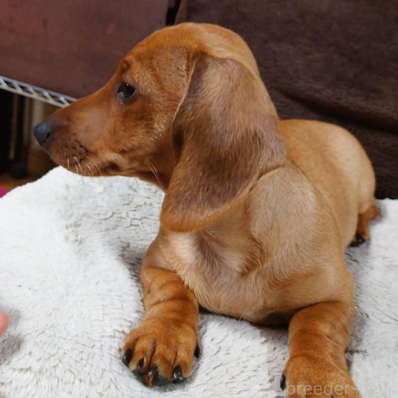 成約済の長野県のミニチュアダックスフンド(スムースヘアード)-447457の4枚目