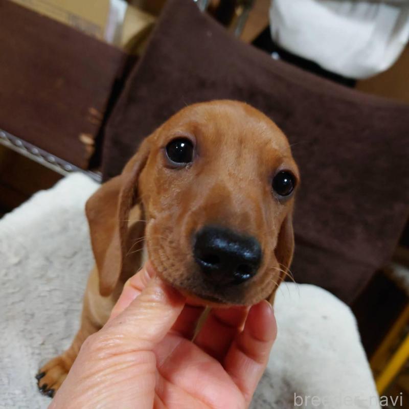 販売中の長野県のミニチュアダックスフンド(スムースヘアード)-447457