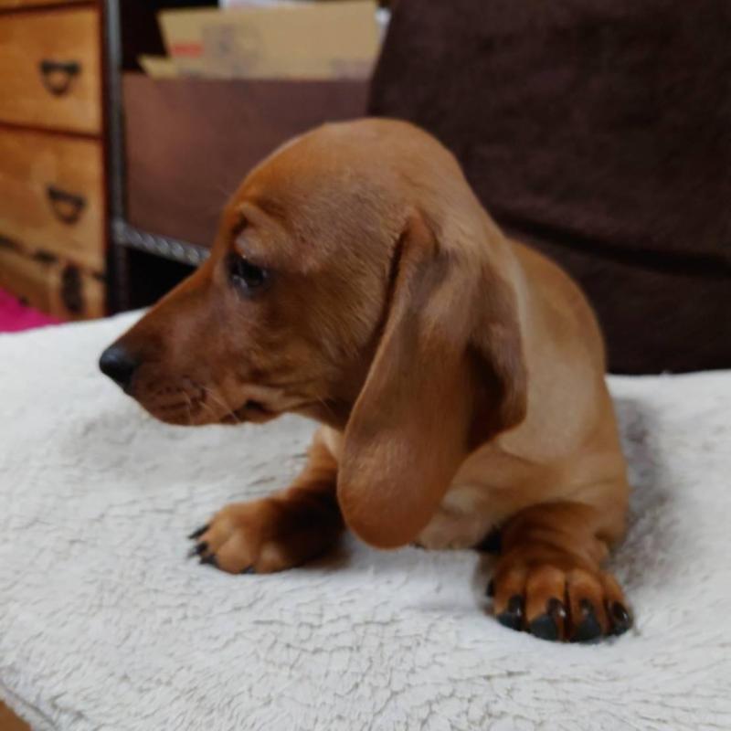 成約済の長野県のミニチュアダックスフンド(スムースヘアード)-447458の8枚目