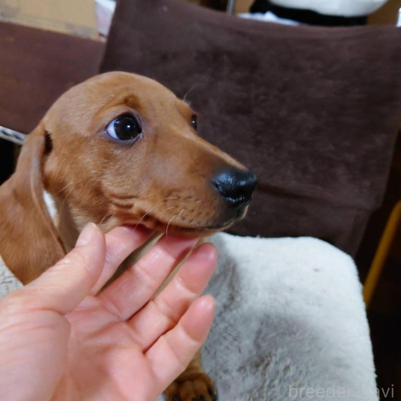 成約済の長野県のミニチュアダックスフンド(スムースヘアード)-447458の7枚目