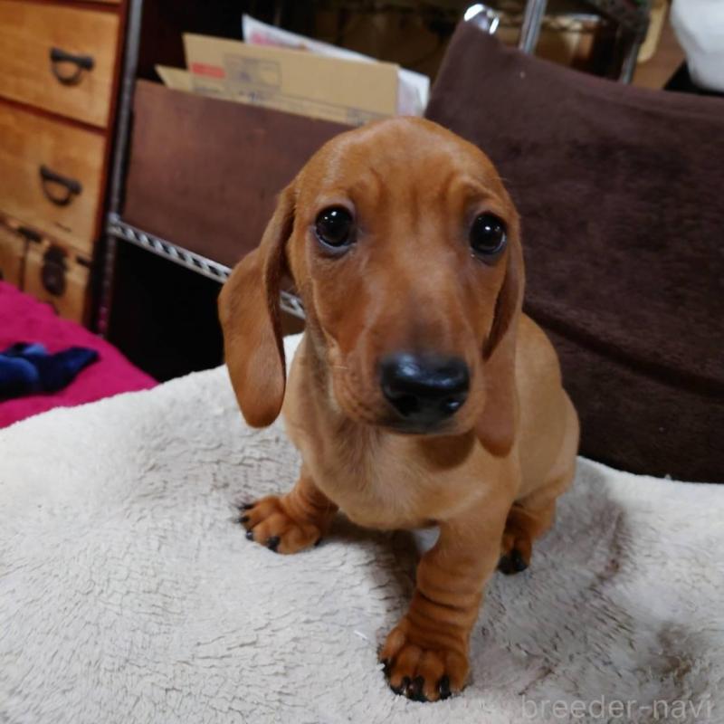 成約済の長野県のミニチュアダックスフンド(スムースヘアード)-447458の6枚目