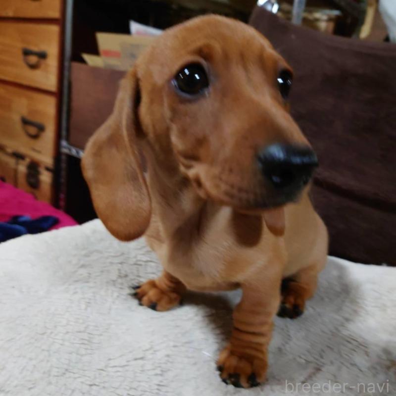 成約済の長野県のミニチュアダックスフンド(スムースヘアード)-447458の5枚目