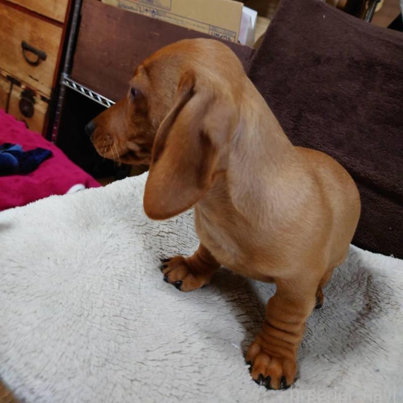 成約済の長野県のミニチュアダックスフンド(スムースヘアード)-447458の3枚目