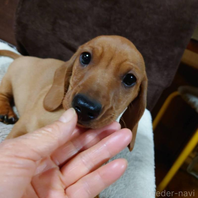 販売中の長野県のミニチュアダックスフンド(スムースヘアード)-447458