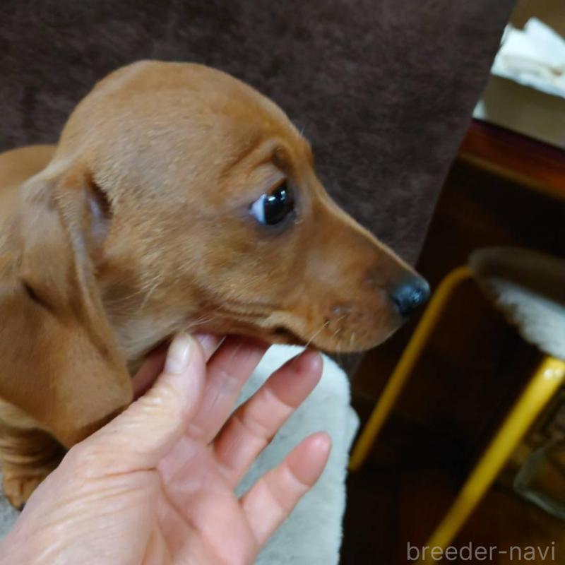 成約済の長野県のミニチュアダックスフンド(スムースヘアード)-447458の2枚目