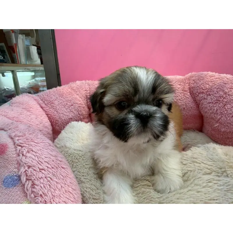 販売中の東京都のシーズー-451463の7枚目