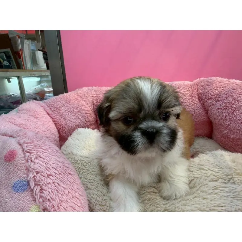 販売中の東京都のシーズー-451463の6枚目