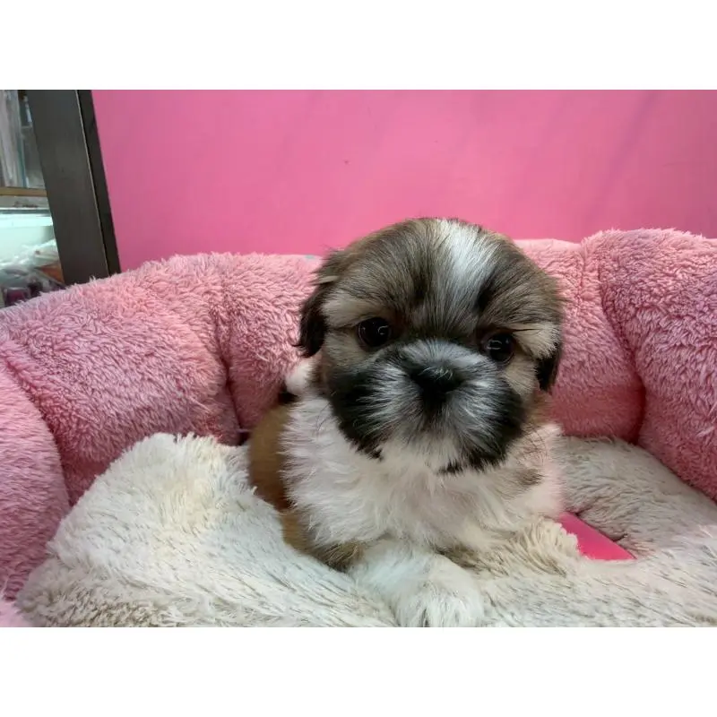 販売中の東京都のシーズー-451463の4枚目