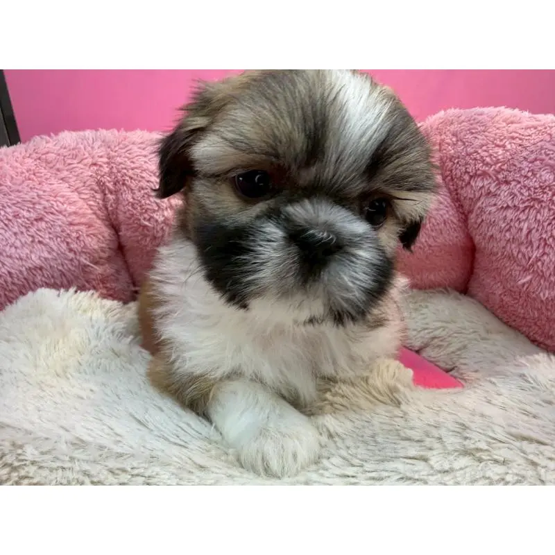 販売中の東京都のシーズー-451463の3枚目