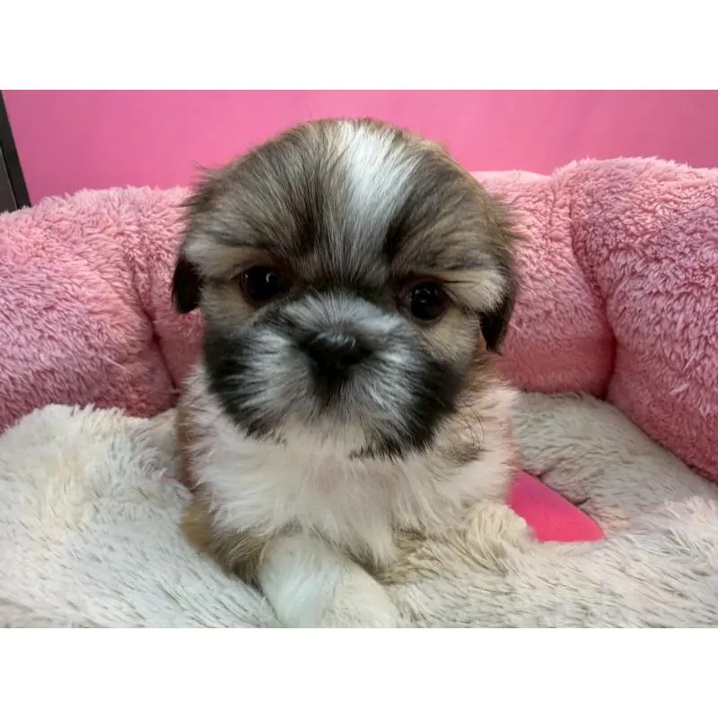 販売中の東京都のシーズー-451463の2枚目