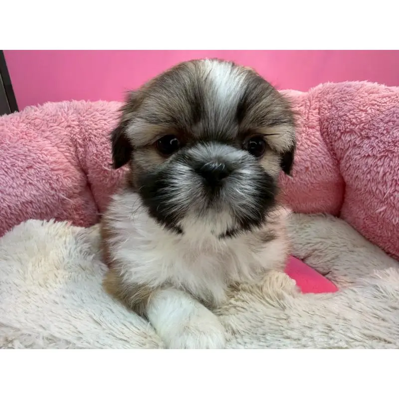 販売中の東京都のシーズー-451463