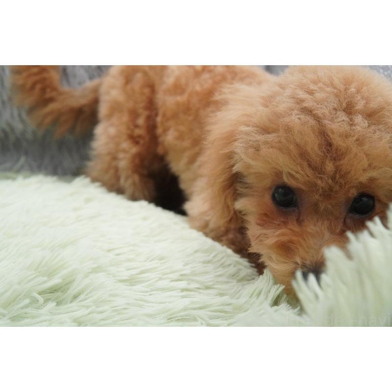 販売中の東京都のタイニープードル-435504の2枚目