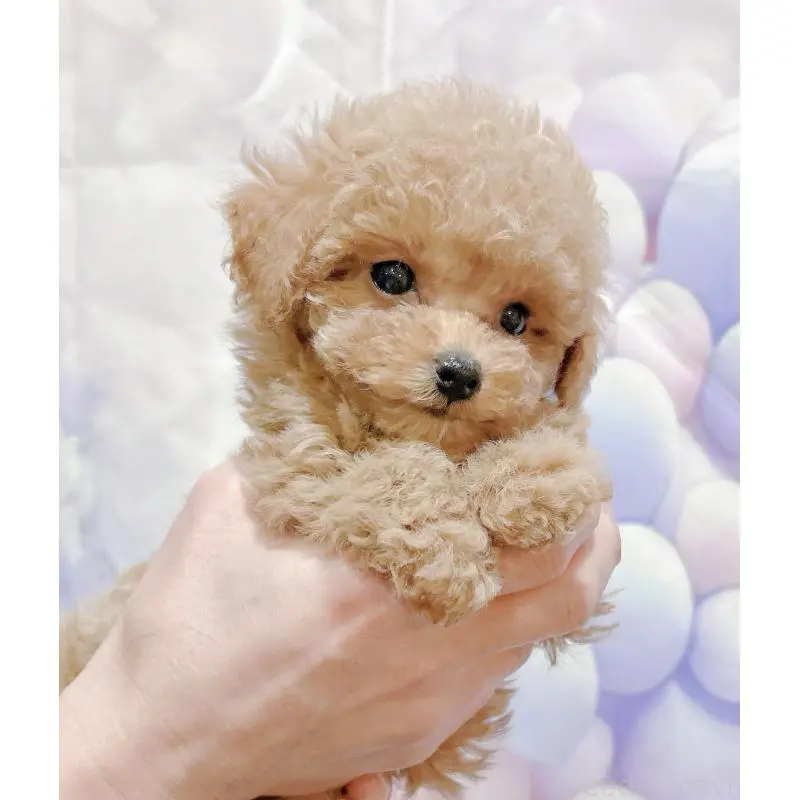 販売中の岐阜県のティーカッププードル-451465の5枚目