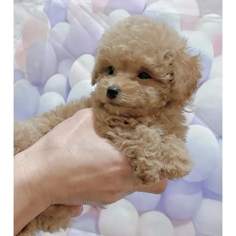 販売中の岐阜県のティーカッププードル-451465の3枚目