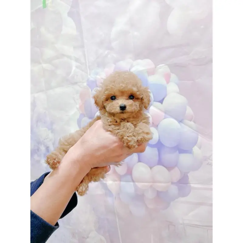 販売中の岐阜県のティーカッププードル-451465の2枚目