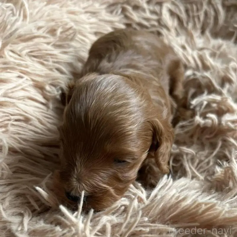 販売中の北海道のダップー:ミニチュアダックスフンド×トイプードル-451464の7枚目