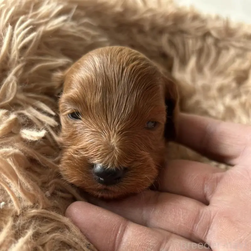 販売中の北海道のダップー:ミニチュアダックスフンド×トイプードル-451464の6枚目