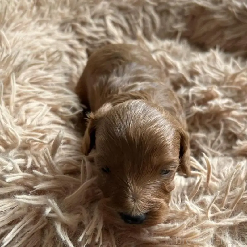 販売中の北海道のダップー:ミニチュアダックスフンド×トイプードル-451464の5枚目