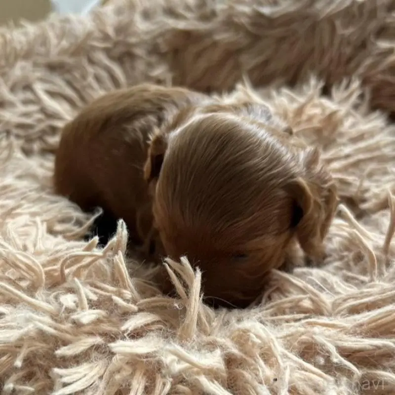 販売中の北海道のダップー:ミニチュアダックスフンド×トイプードル-451464の4枚目