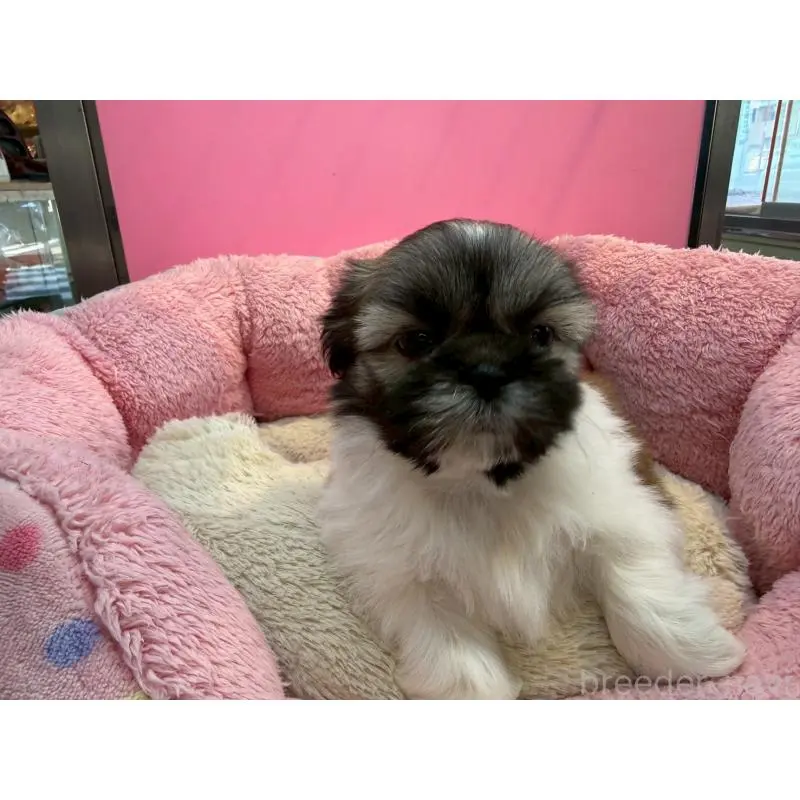 販売中の東京都のシーズー-451466の10枚目