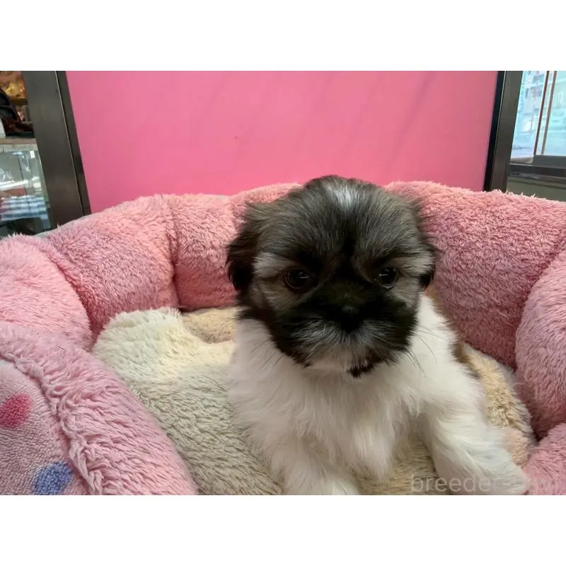 販売中の東京都のシーズー-451466の9枚目