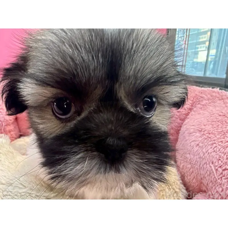 販売中の東京都のシーズー-451466の7枚目