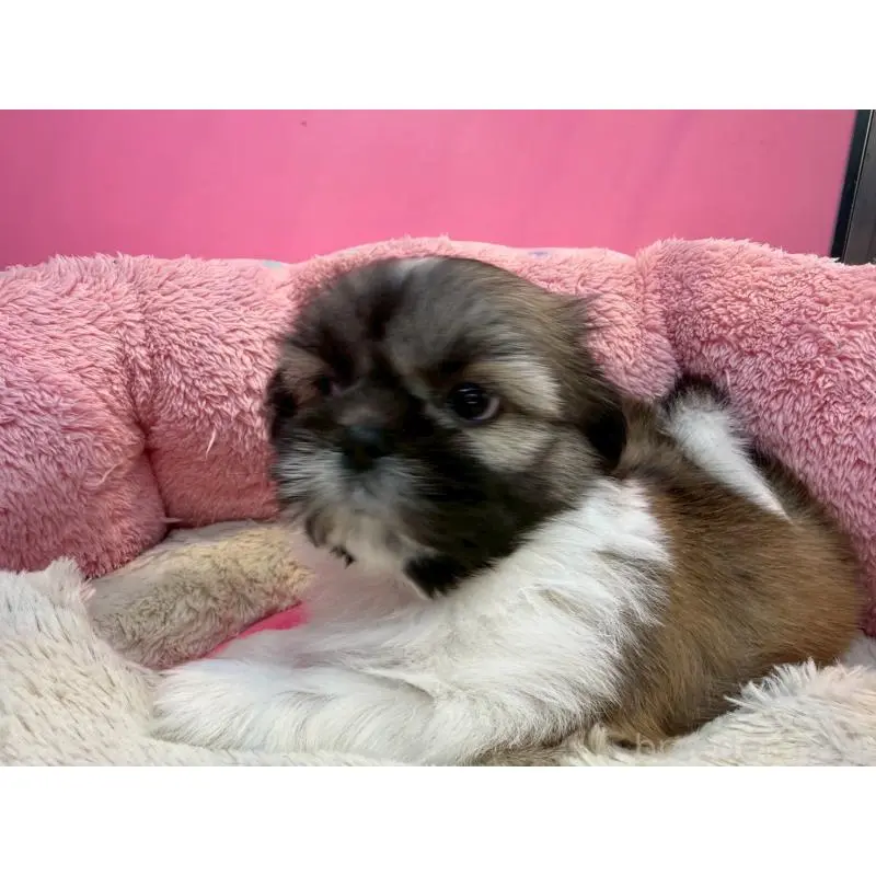 販売中の東京都のシーズー-451466の6枚目