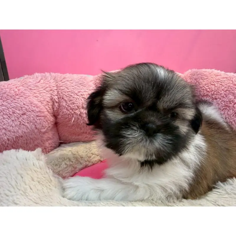 販売中の東京都のシーズー-451466の5枚目