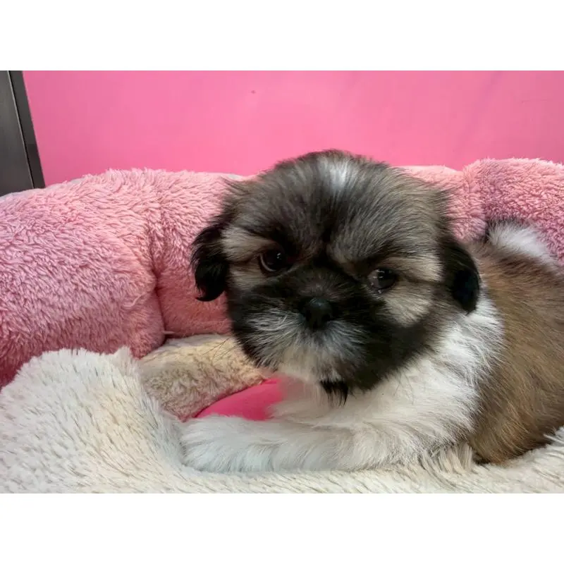 販売中の東京都のシーズー-451466の4枚目