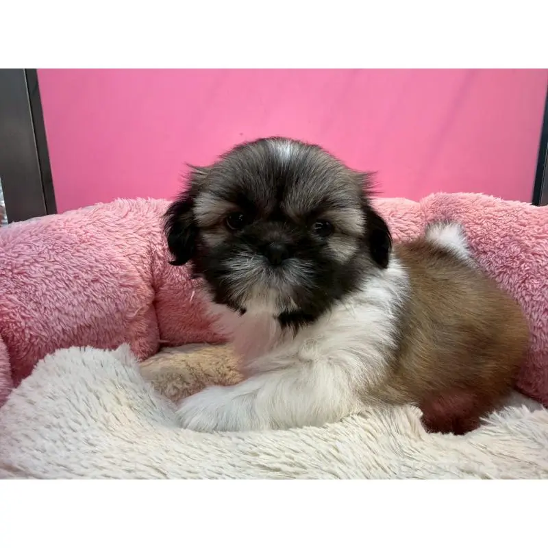 販売中の東京都のシーズー-451466の3枚目