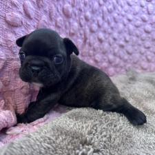 ♀︎フレンチブルドッグ