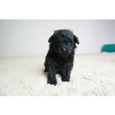 ♀︎トイプードル