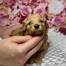 オンライン見学