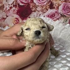 ♀︎ティーカッププードル