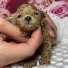 ♀︎ティーカッププードル