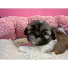 オンライン見学