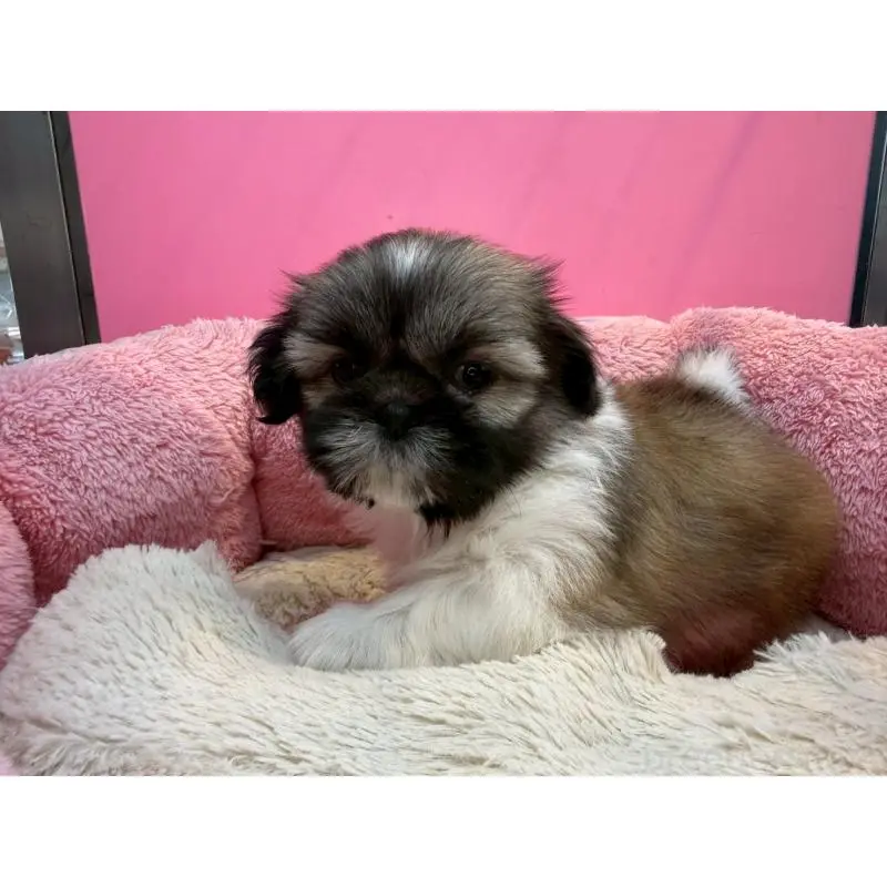 販売中の東京都のシーズー-451466の2枚目