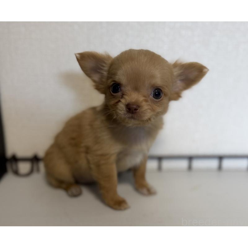 販売中の山梨県のチワワ(ロングコート)-441738の3枚目