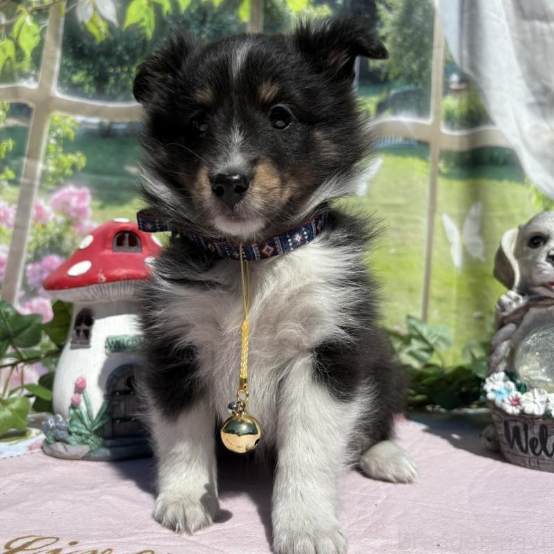 販売中の山梨県のシェットランドシープドッグ(シェルティ)-447227